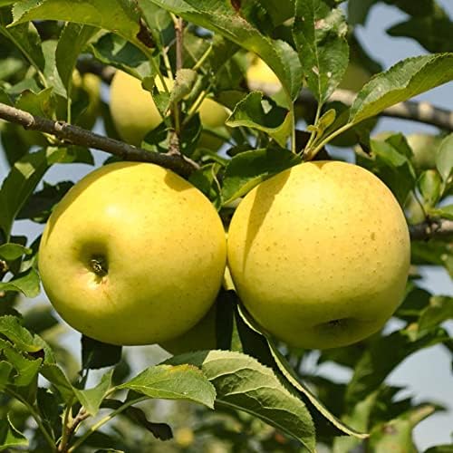 Yellow Delicious Apple, 1 Gallon Pot - Healthy Established Roots, Golden Delicious Apple, Dwarf Apple Tree, Apple Pie, Yellow Apple Name