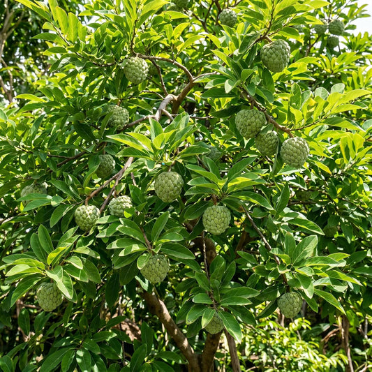 Sugar Apple Tree 2-3 Feet Tall in 3 Gallon Pot, Sweet Tropical Fruit Tree, Backyard and Container Planting, No CA (Yellow Sugar Apple)
