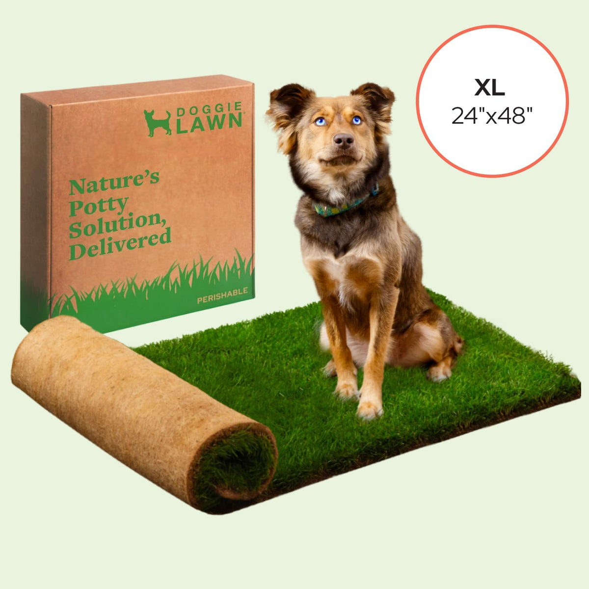 Real Grass Puppy Pads, Indoor Potty for Apartments, XLarge 24x24