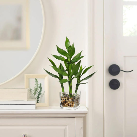 Artificial Lucky Bamboo Plant 17.3 Fake Plant in Rectangular Glass Pot for Centerpiece Table Decorations Farmhouse Wedding Home Greenery Decor