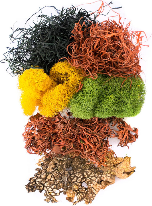 (23309) Moss Mix – Premium Decorative Moss for Crafts, Terrariums, Wedding & Table Décor, 80.75 Cubic inches (Approx. 2 oz), Halloween