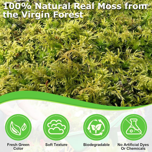 2.6 LBS Green Moss for Plants Indoor, Crafts Moss for Artificial Plants, Decorative Dried Moss Forest Moss for Fake Potted Plants, Fairy Garden, Table Centerpieces and Terrarium Decor