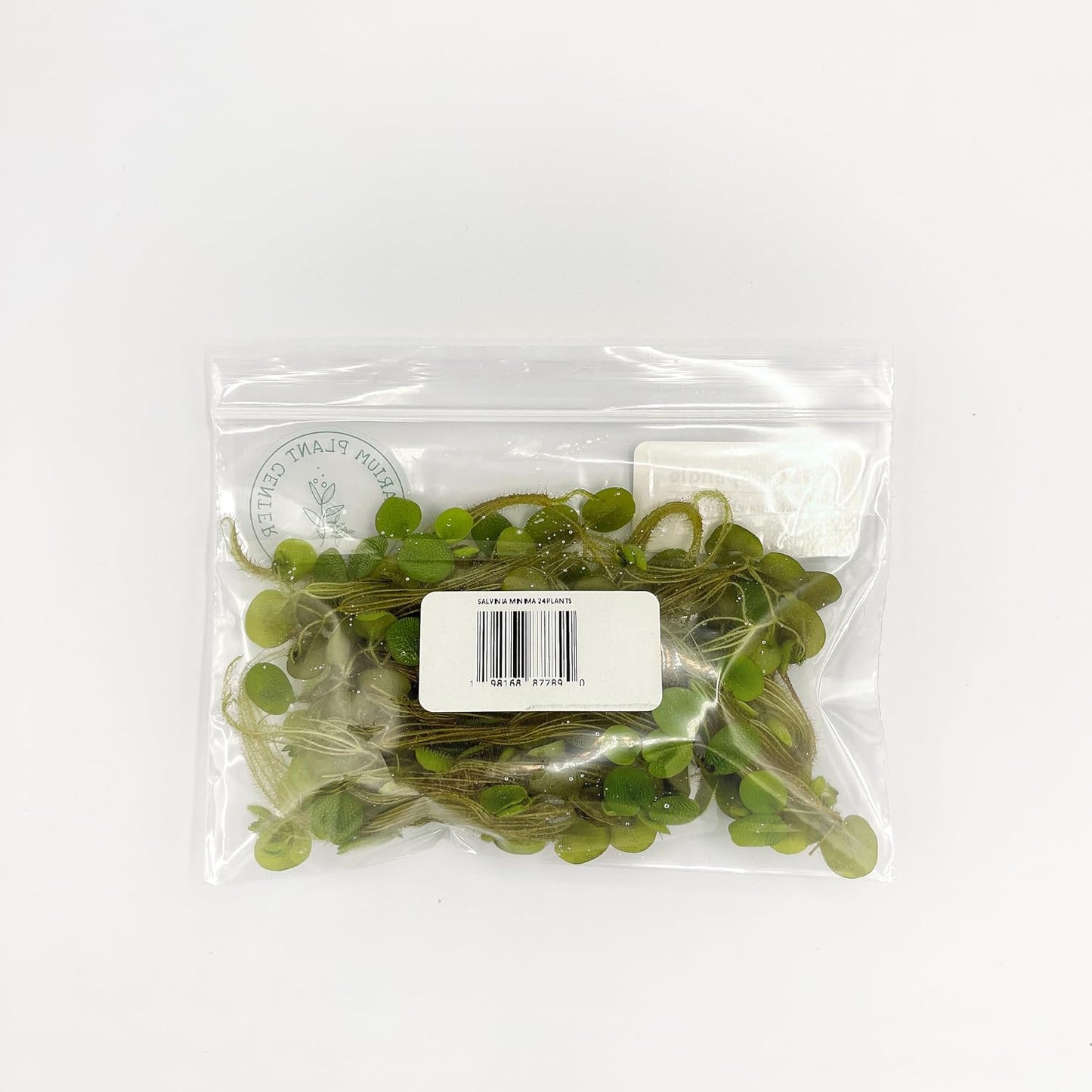 Water Spangle, Salvinia Minima, Live Aquarium/Aquatic/Freshwater/Floating/Pond Plant/Planted Tank/Aquascaping/Paludarium (24 Plants, 120+ Leaves)