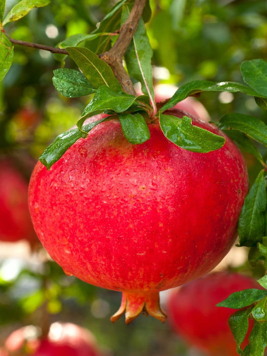 Russian 26 Pomegranate Tree, Fruit Bearing, Hardy, 1 gal Nursery Pot, 12-18 in Tree Height (Due to Agricultural Laws, we Unable to Ship to CA, AZ, AK, or HI), 2 Pomegranates