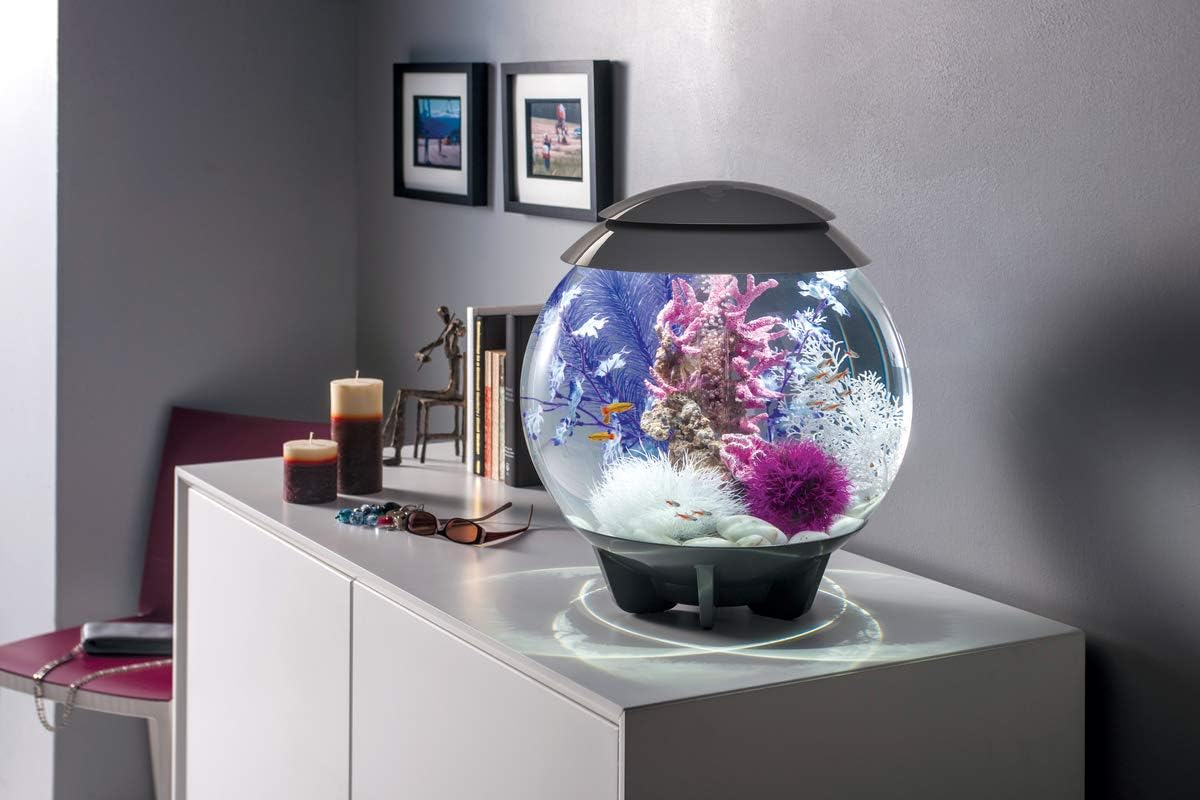 46080.0 Kelp Set Medium Purple Aquariums