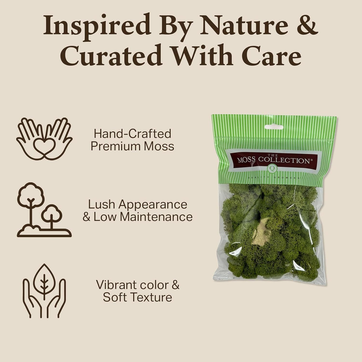 Reindeer Moss Bulk, Preserved Moss, Basil, Box