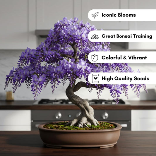 Weeping Wisteria Bonsai Tree Seeds for Planting – 10 Seeds | Cascading Purple Blooms | Outdoor Flowering Bonsai | Fast-Growing Vine Tree for Pots, Patios & Gardens