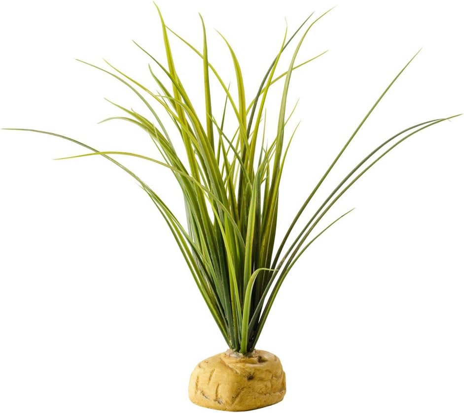 Hagen Star Cactus Terrarium Plant & Turtle Grass Plant