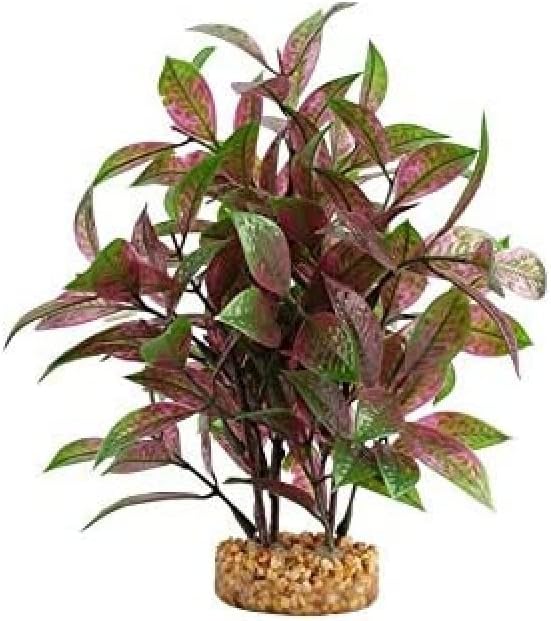 Aqualife Broad Leaf Red Ludwigia Plant, 10 in