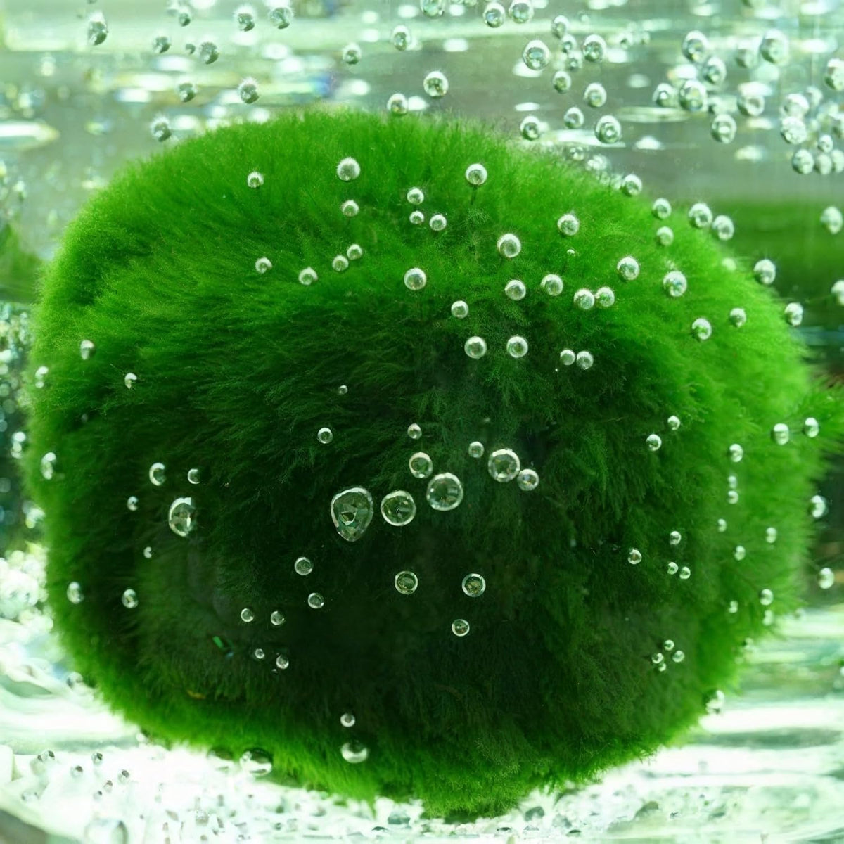 3Pcs Moss Balls for Fish Tank Aquarium Plants Freshwater Moss Ball Decorative, Grrren, 1.2-1.5" (3)