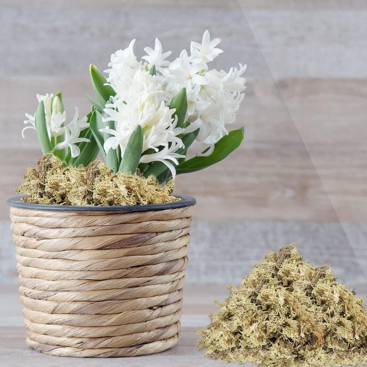 4 qt Sphagnum Moss for Indoor Plants, Natural Dried Long Fiber Moss for Orchid Repotting, Carnivorous Plants, Succulents, Monstera, Flower & Reptile Terrariums Habitats (3 oz)