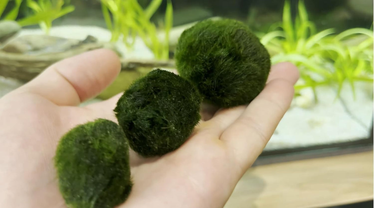 2 Large Live Moss Pebbles Balls for Aquarium, Fish Tank Decoration Plants Green Algae Spheres 3-3.5cm 1.3"-1.5" 2 Pack