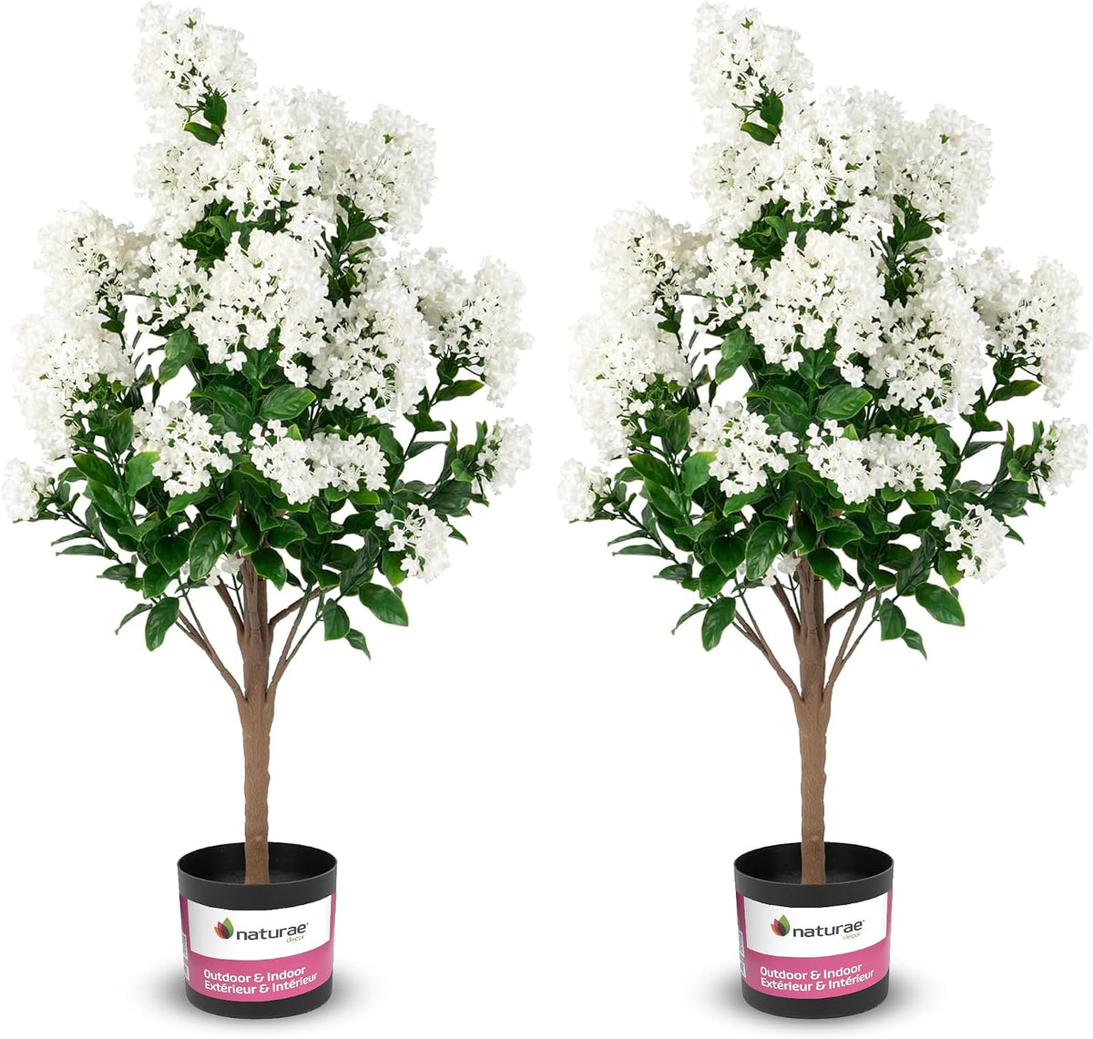Purple Crape Myrtle Tree