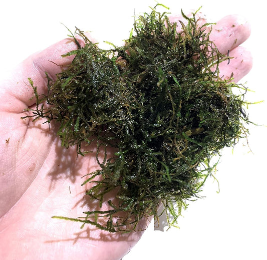 Java Moss Taxiphyllum Barbieri Live Aquarium Moss Aquatic Plants Vesicularia Dubyana Buy 2 G 1