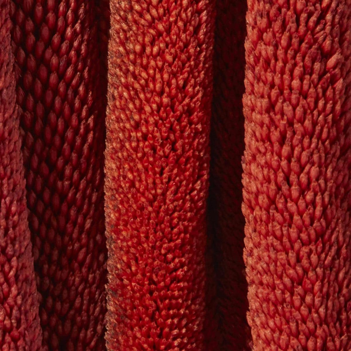 Dried Plant Bunny Tail Grass Natural Foliage with Long Stems, 1" x 1" x 20", Red