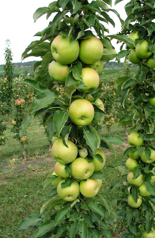 Tangy GreenColumnar Apple, Bright Green Fruit and Compact Form, 1 gal. Nursery Pot, 2–3 ft Tree Height (Ships to 48 States Including CA & AZ)