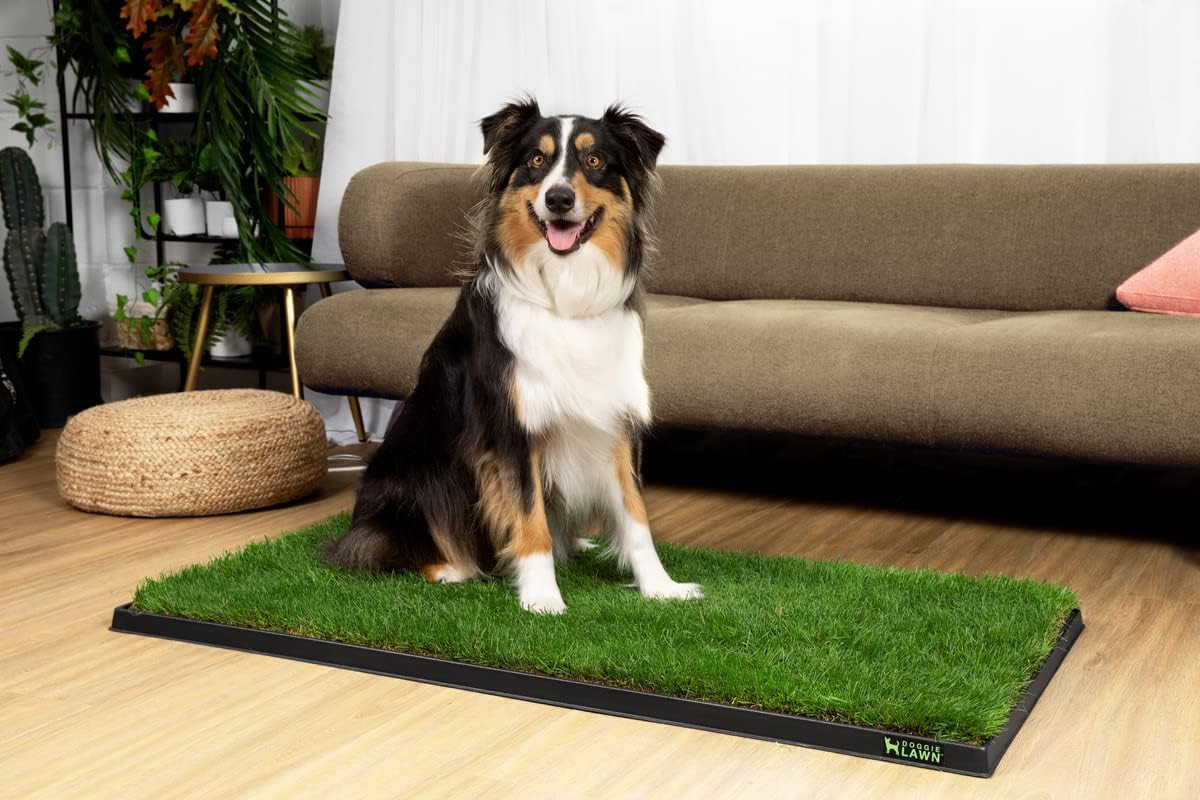 XL Real Grass Puppy Pee Pads, Dog Litter Box Alternative 24x48