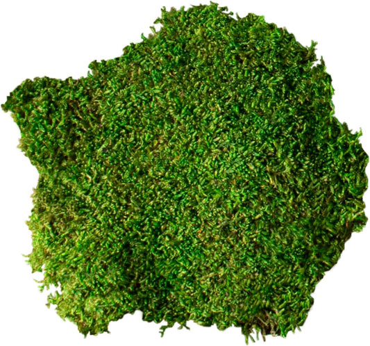 (21485) Sheet Moss – Flat Moss for Plants, Terrariums, Wedding Decor & Crafts, Safe, Non-Toxic, Long-Lasting Green Moss for Indoor Plants, Vivariums & Green Wall Art, 175 Cu. in., Preserved