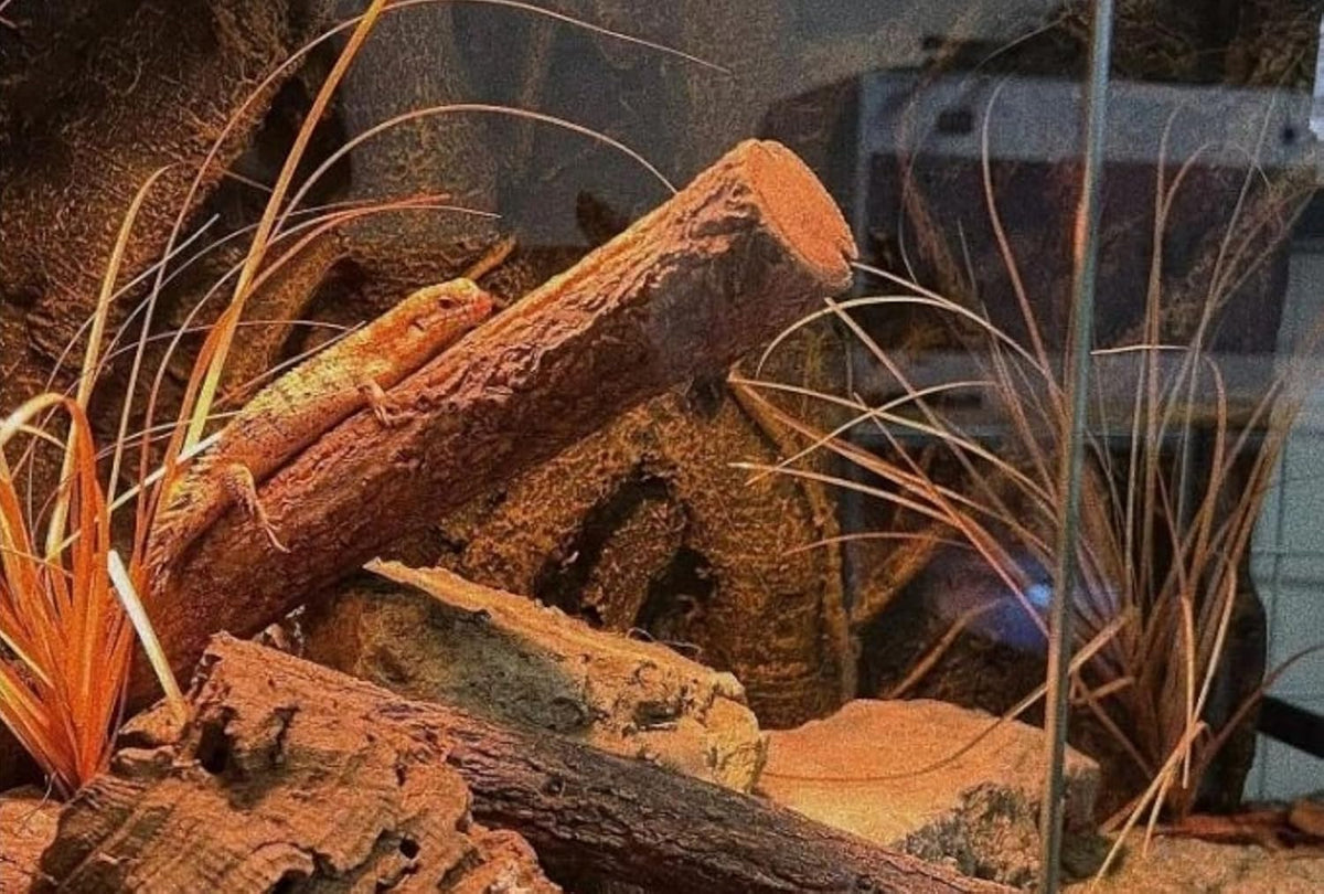 Fake Desert Dry Grass Fake Plants Bearded Dragon Terrarium Decor