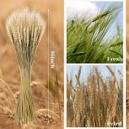 600 Stems Dried Wheat Stalks for Decor Natural Wheat Grass Sheaves Bundle Farmhouse Artificial Flowers Arrangement for DIY Wedding Table Home Centerpieces Party Decorative (16 Inch)