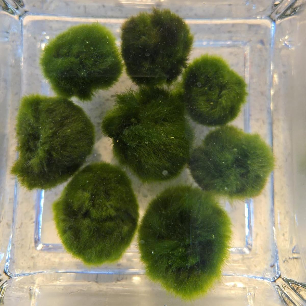 2PCS Live Moss Balls, Artificial Moss Ball for Fish Tank