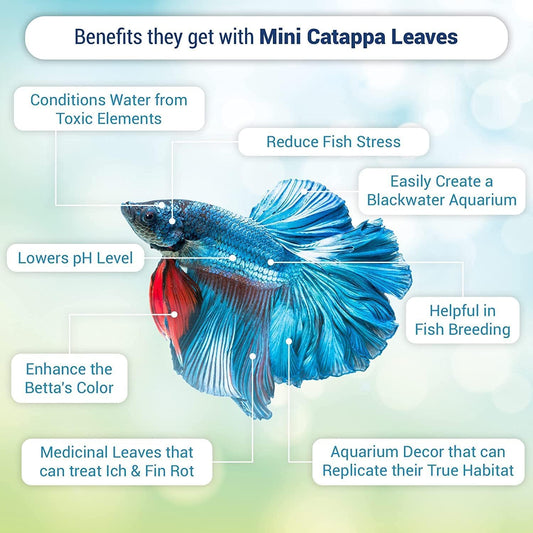50 pcs Catappa Indian Almond Leaves – 2” Water Conditioner for Betta Fish Tank, Aquarium Leaf for Fish Breeding, Shrimp, Goldfish, Guppy & Frogs