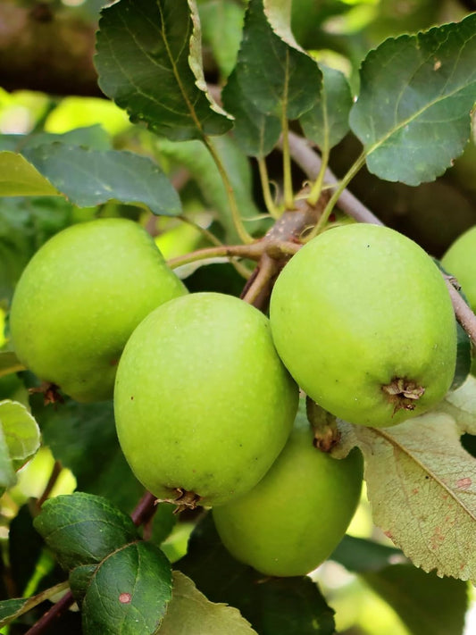 Granny Smith Apple Tree, Green Fruit, Tart Taste, 2-3 ft. Tree Height, 5 gal Nursery Pot (Due to Agricultural Laws, we Cannot Ship to CA, AZ, AK, or HI)