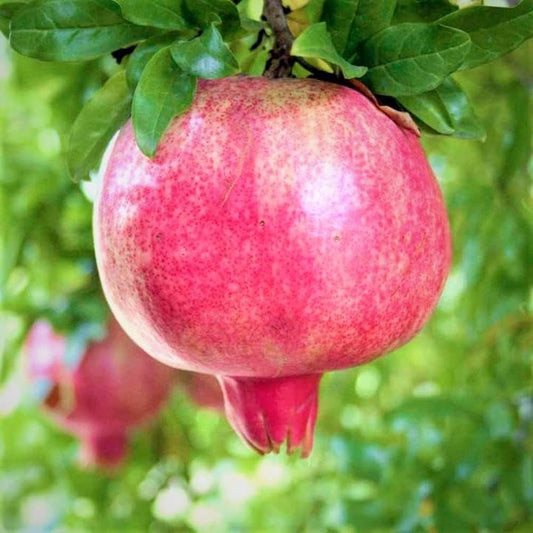 Sweet Pomegranate Live Tree, Edible Fruit, 5-8 Inch Tall