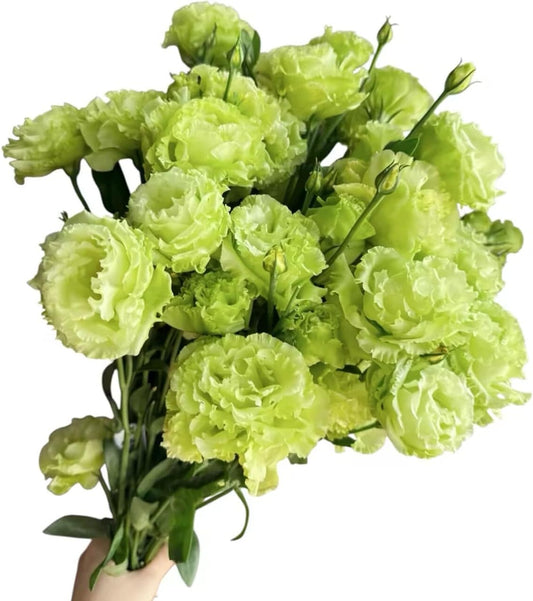 Fresh Lisianthus Flowers Bouquet Ruffled Eustoma Fresh Cut Flowers for Home Decor Wedding Gift 10 Stems (Green)