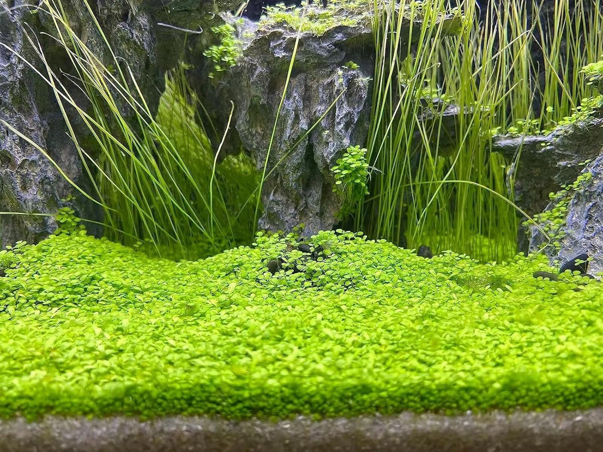 Aquarium G-r-a-s-s P-l-a-n-t - 3 Pack | Easy-Growing Water P-l-a-n-t for Fish Tank Aquarium