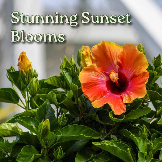 Live Hibiscus Tree Braided Fiesta - Overall Height 34" to 38" - (Plant in Growers Planter)