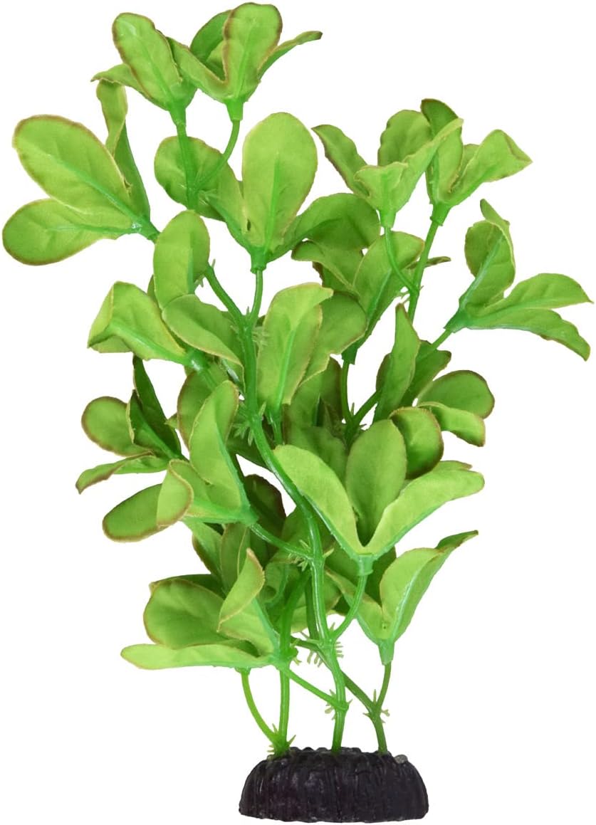 Silk Bacopa Monnieri - 8"