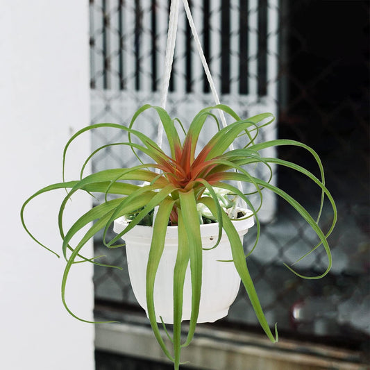 Succulents Plants Artificial, Large Fake Succulents Unpotted Flowers Pineapple Grass Greenery Plants for Home Outdoor Wedding Floral Arrangement Green