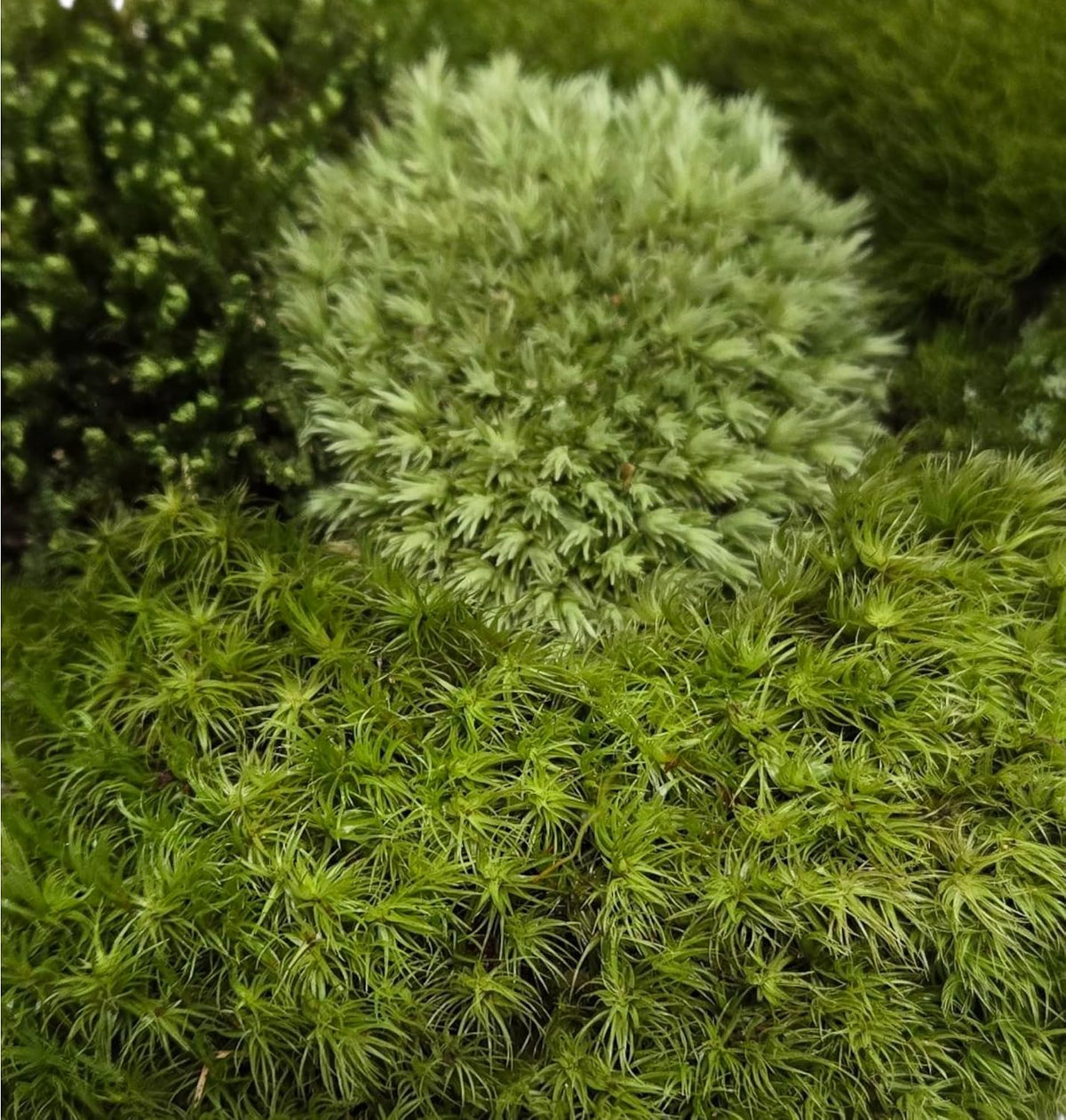 Live Terrarium Moss Assortment