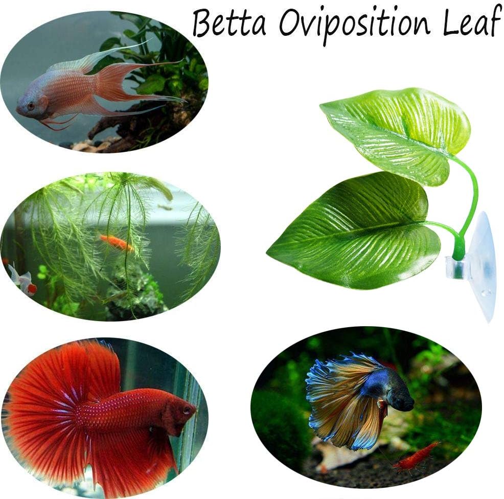 CousDUoBe 2 Pack Betta Fish Leaf Pad Improves Betta's Health by Simulating the Natural Habitat - Natural, Organic, Comfortable Rest Area for Fish Aquarium Ornaments