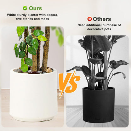 Artificial Ficus Tree with White Planter, Moss and Pebbles, 5FT