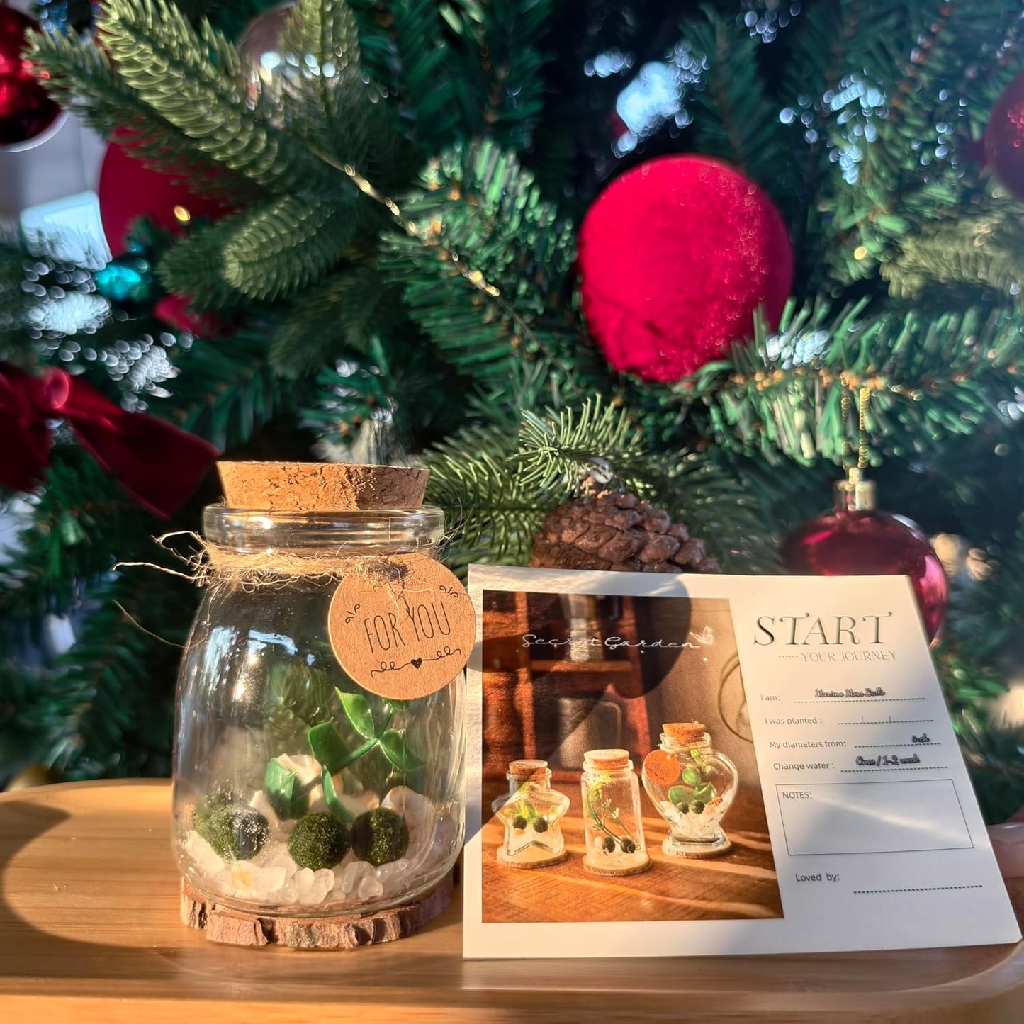Moss Balls Glass Terrarium Kit - 5 Decorative Green Balls with Glass Jar, White Crystal, DIYAquarium and Desk Decor, Easy-Care Gift for Home and Office