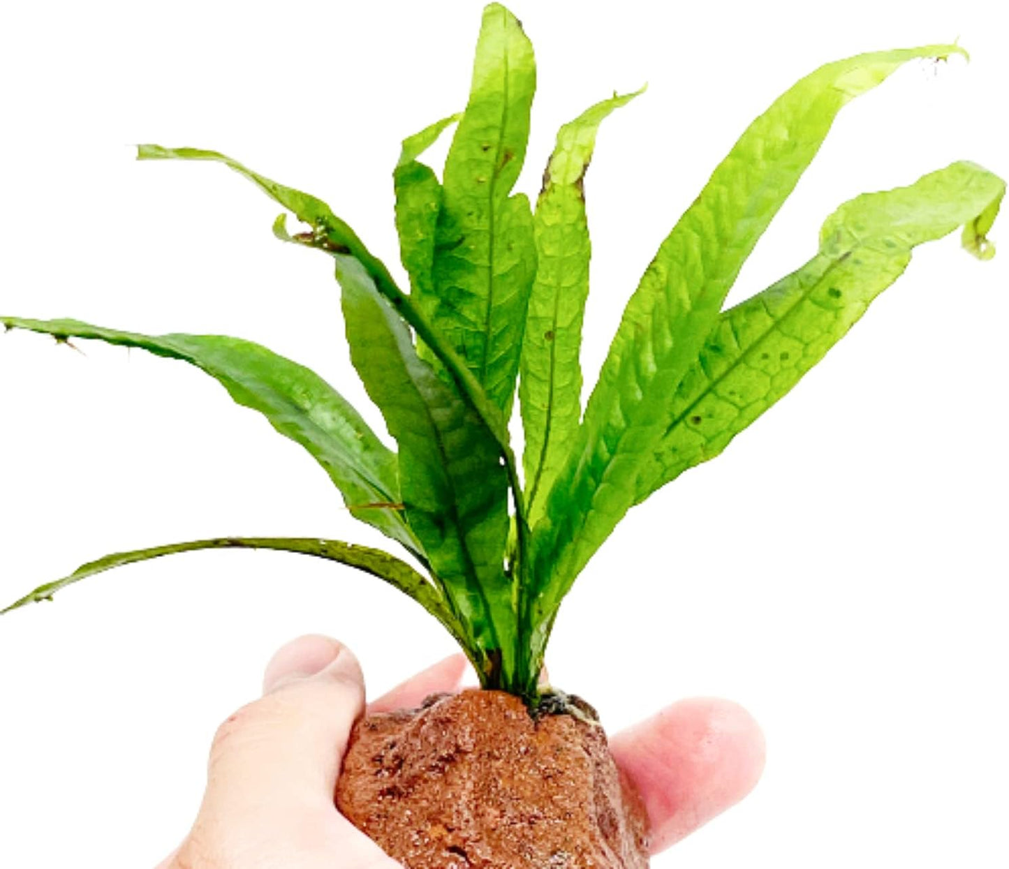 Java Fern on Driftwood Microsorum Pteropus Freshwater Live Aquarium Plant Decorations 3 Days Guarantee