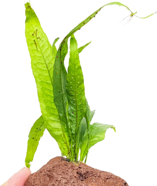 Java Fern on Driftwood Microsorum Pteropus Freshwater Live Aquarium Plant Decorations 3 Days Guarantee
