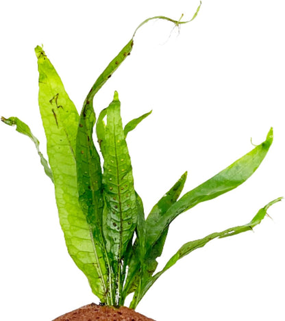 Java Fern on Driftwood Microsorum Pteropus Freshwater Live Aquarium Plant Decorations 3 Days Guarantee