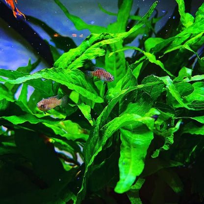 Java Fern on Driftwood Microsorum Pteropus Freshwater Live Aquarium Plant Decorations 3 Days Guarantee