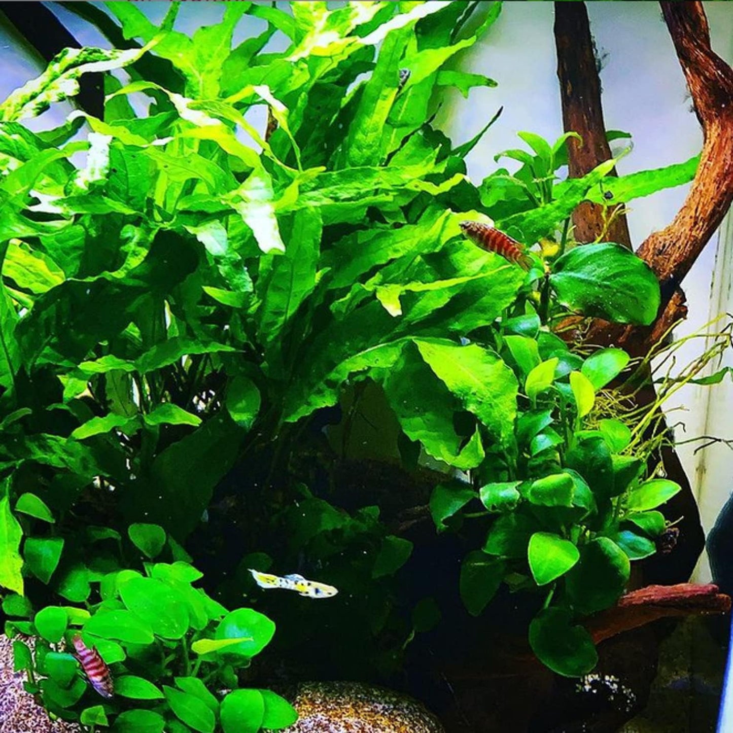 Java Fern on Driftwood Microsorum Pteropus Freshwater Live Aquarium Plant Decorations 3 Days Guarantee