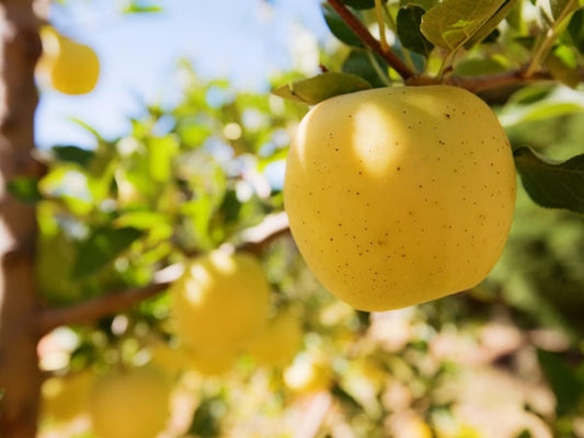 Yellow Delicious Apple, 1 Gallon Pot - Healthy Established Roots, Golden Delicious Apple, Dwarf Apple Tree, Apple Pie, Yellow Apple Name