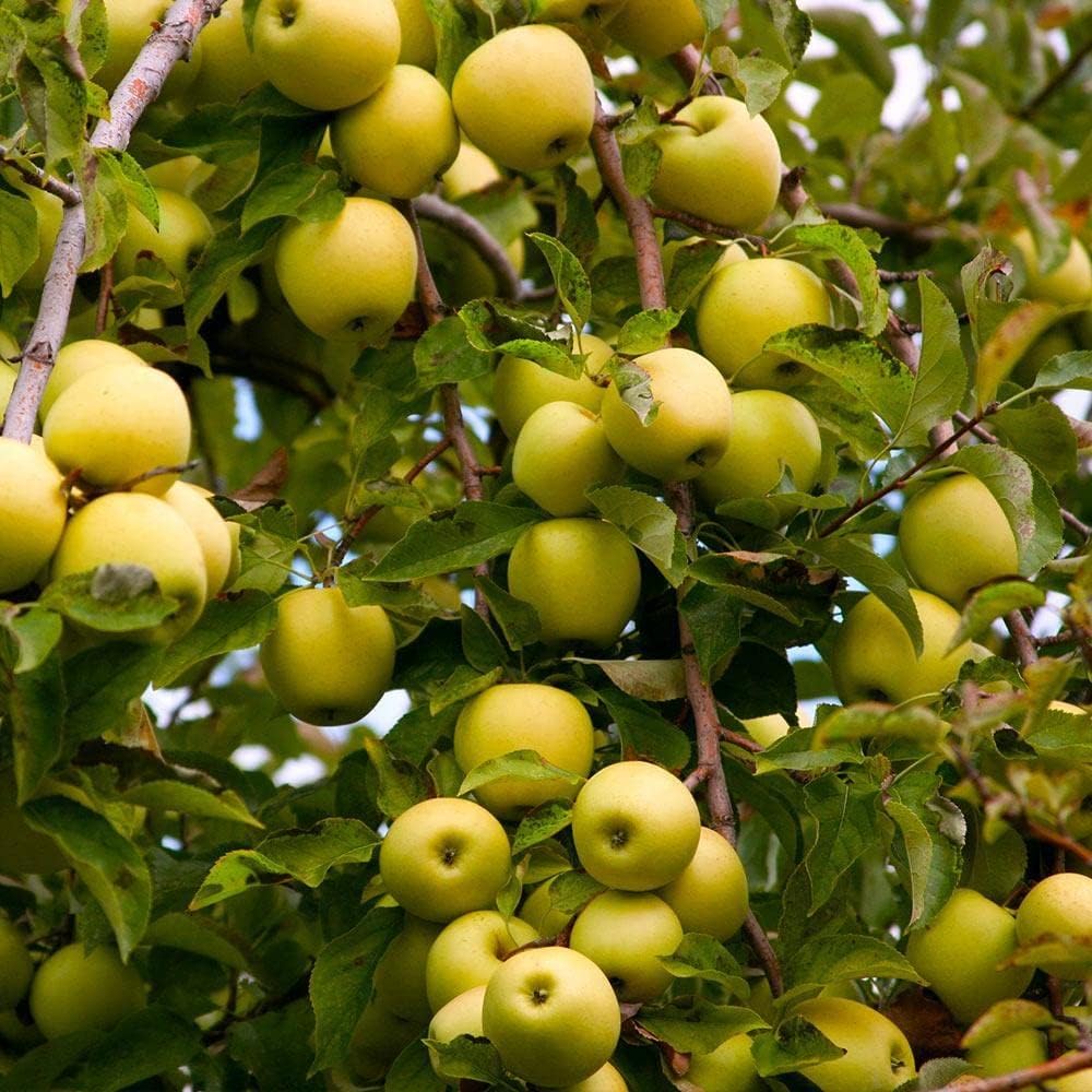 Yellow Delicious Apple, 1 Gallon Pot - Healthy Established Roots, Golden Delicious Apple, Dwarf Apple Tree, Apple Pie, Yellow Apple Name