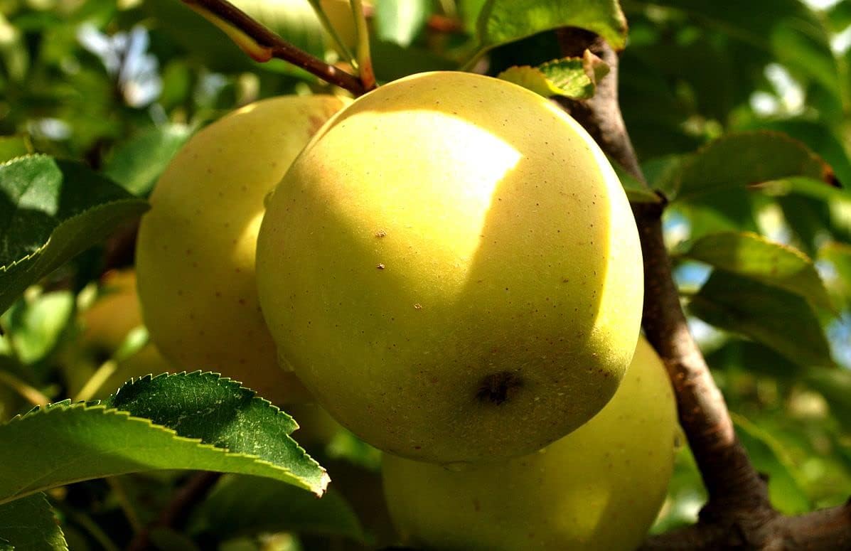 Yellow Delicious Apple, 1 Gallon Pot - Healthy Established Roots, Golden Delicious Apple, Dwarf Apple Tree, Apple Pie, Yellow Apple Name