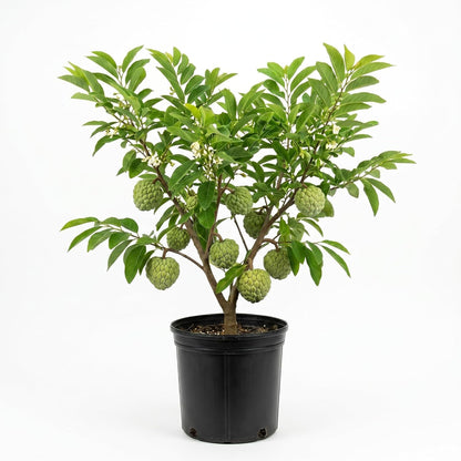 Sugar Apple Tree 2-3 Feet Tall in 3 Gallon Pot, Sweet Tropical Fruit Tree, Backyard and Container Planting, No CA (Yellow Sugar Apple)