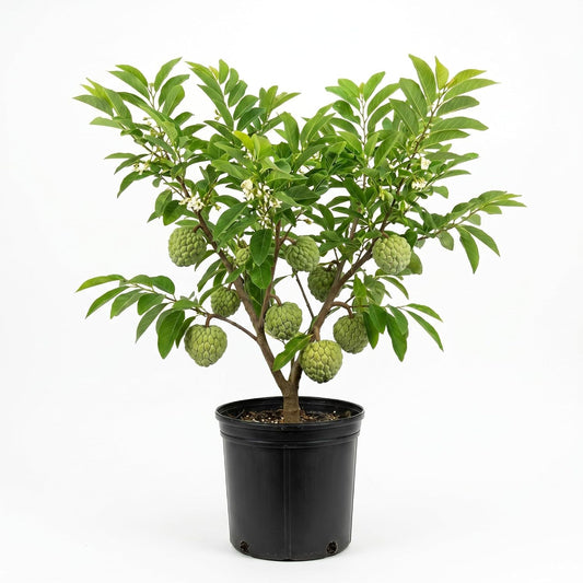 Sugar Apple Tree 2-3 Feet Tall in 3 Gallon Pot, Sweet Tropical Fruit Tree, Backyard and Container Planting, No CA (Yellow Sugar Apple)