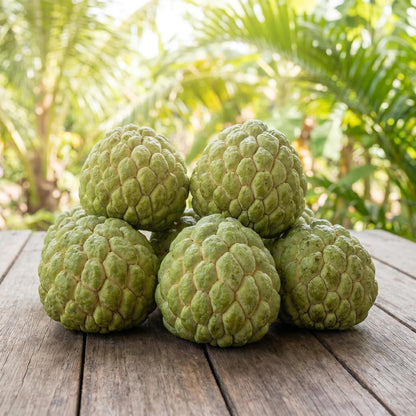 Sugar Apple Tree 2-3 Feet Tall in 3 Gallon Pot, Sweet Tropical Fruit Tree, Backyard and Container Planting, No CA (Yellow Sugar Apple)