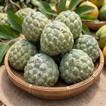 Sugar Apple Tree 2-3 Feet Tall in 3 Gallon Pot, Sweet Tropical Fruit Tree, Backyard and Container Planting, No CA (Yellow Sugar Apple)