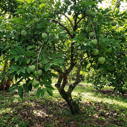 Sugar Apple Tree 2-3 Feet Tall in 3 Gallon Pot, Sweet Tropical Fruit Tree, Backyard and Container Planting, No CA (Yellow Sugar Apple)